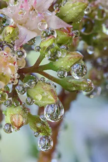 Dew Drop Prints: USA, Washington State, Sammamish. Dewdrops on sedum starry flowers