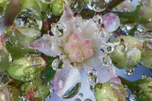 Dew Drop Prints: USA, Washington State, Sammamish. Dewdrops on sedum starry flowers
