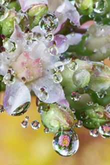 Dew Drop Prints: USA, Washington State, Sammamish. Dewdrops on sedum starry flowers
