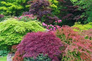 USA, Washington State, Sammamish. Front yard in the springtime with blooming Rhododendrons, Japanese maples. Barberries