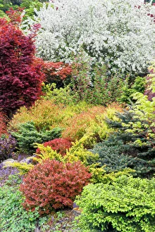 Spruce Prints: USA, Washington State, Sammamish