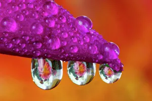 Dew Drop Prints: USA, Washington State, Sammamish