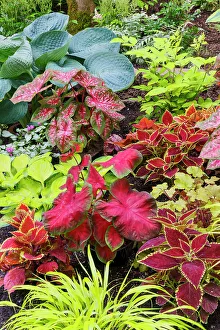 Caladium Prints: USA, Washington State, Sammamish