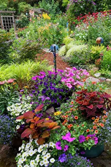 Zinnia Prints: USA, Washington State, Sammamish