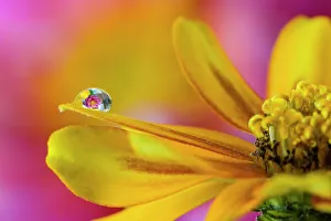 USA, Washington State, Sammamish. Dewdrop on petal of orange profusion zinnia
