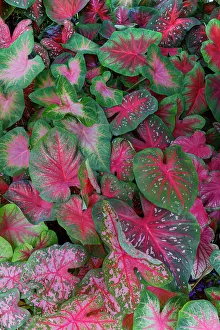 Caladium Prints: USA, Washington State, Sammamish