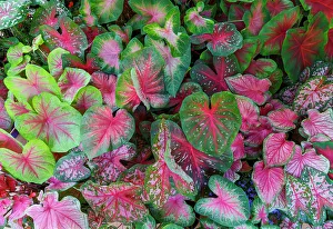 Caladium Prints: USA, Washington State, Sammamish