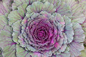 Decorative Prints: USA, Washington State, Sammamish. Ornamental kale cabbage