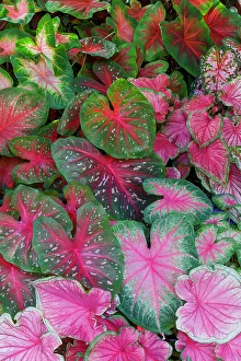 Caladium Prints: USA, Washington State, Sammamish