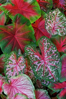 Caladium Prints: USA, Washington State, Sammamish