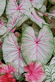 Caladium Prints: USA, Washington State, Sammamish