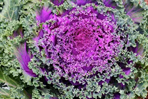 Decorative Prints: USA, Washington State, Sammamish. Ornamental kale cabbage