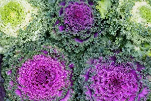 Decorative Prints: USA, Washington State, Sammamish. Ornamental kale cabbage