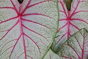 Caladium Prints: USA, Washington State, Sammamish