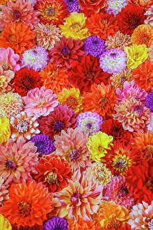 Dahlia Prints: USA, Washington State, Sammamish. Dahlia grouping flower pattern and design