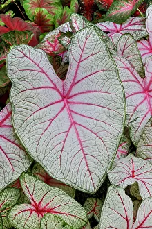 Caladium Prints: USA, Washington State, Sammamish