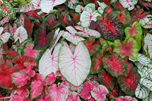 USA, Washington State, Sammamish. Tropical caladium leafed plants on deck in mass plantings