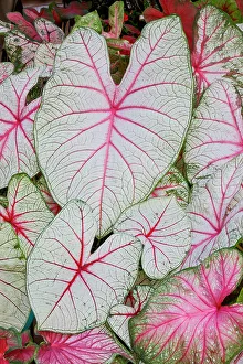 Caladium Prints: USA, Washington State, Sammamish