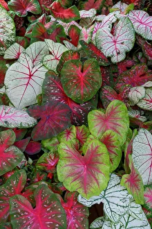 Caladium Prints: USA, Washington State, Sammamish