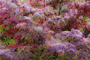 Frost Prints: USA, Washington State, Sammamish. Frost on fall colored Japanese maple tree