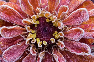 Frost Prints: USA, Washington State, Sammamish. Frost on orange zinnia