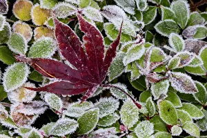 Frost Prints: USA, Washington State, Sammamish