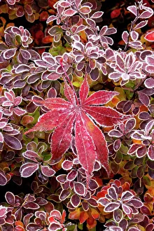 USA, Washington State, Sammamish. Autumn colors on frosted barberry and fallen Japanese maple Leaf