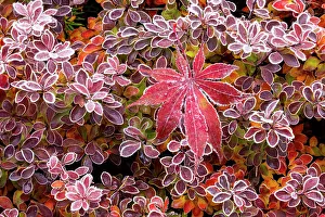 Frost Prints: USA, Washington State, Sammamish
