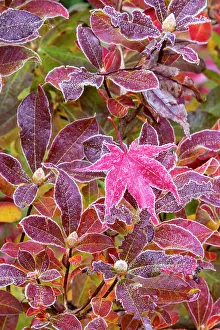 Frost Prints: USA, Washington State, Sammamish. Autumn colors on frosted Japanese maple leaves on Azalea