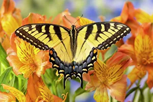 USA, Washington State, Sammamish. Eastern tiger swallowtail buttery on Peruvian lily, Alstroemeria