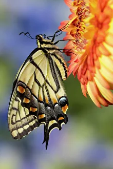 Gerber Daisy Prints: USA, Washington State, Sammamish. Eastern tiger swallowtail buttery on orange gerber daisy