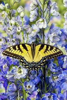 Delphinium Prints: USA, Washington State, Sammamish