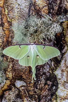Long Prints: USA, Washington State, Sammamish. Luna silk moth lime green with long tail on hind wings