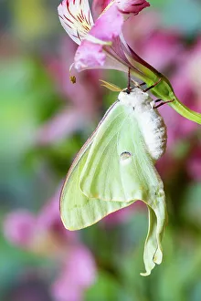 Long Prints: USA, Washington State, Sammamish. Luna silk moth lime green with long tail on hind wings