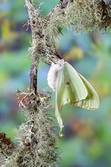 Long Prints: USA, Washington State, Sammamish. Luna silk moth lime green with long tail on hind wings