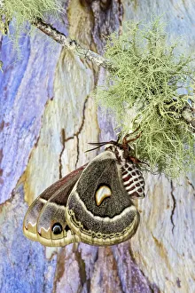 Closed Prints: USA, Washington State, Sammamish. Columbia silk moth on lichen branch