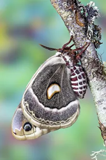 Closed Prints: USA, Washington State, Sammamish. Columbia silk moth on lichen branch