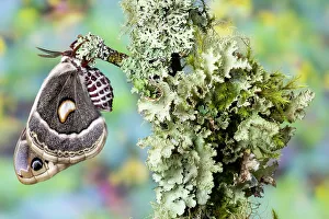 Closed Prints: USA, Washington State, Sammamish. Columbia silk moth on lichen branch