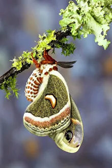Hyalophora Prints: USA, Washington State, Sammamish. Red robin silk moth