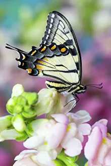 USA, Washington State, Sammamish. Eastern tiger swallowtail buttery on pink and white snapdragons