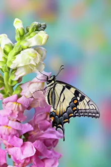 Snapdragon Prints: USA, Washington State, Sammamish