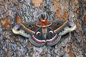 Hyalophora Prints: USA, Washington State, Sammamish. Red robin silk moth on ponderosa pine bark