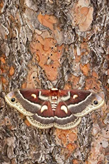 Hyalophora Prints: USA, Washington State, Sammamish
