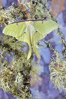 Long Prints: USA, Washington State, Sammamish. Luna silk moth lime green with long tail on hind wings