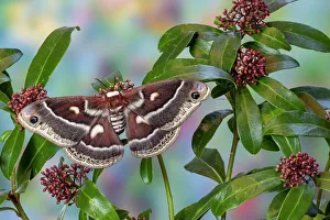 Hyalophora Prints: USA, Washington State, Sammamish. Silk moth, Hyalophora Columbia female with wings open