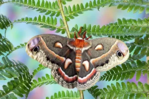 Hyalophora Prints: USA, Washington State, Sammamish. Red robin silk moth
