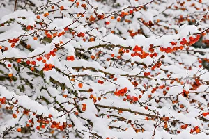 Berry Prints: USA, Washington State, Sammamish. Fresh snow on crabapple red fruit