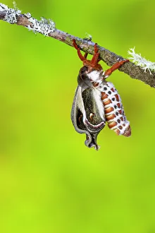 Hyalophora Prints: USA, Washington State, Sammamish