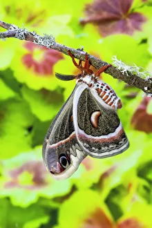 USA, Washington State, Sammamish. Red robin silk moth
