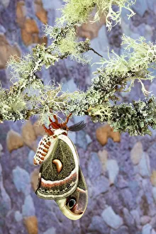 USA, Washington State, Sammamish. Red robin silk moth